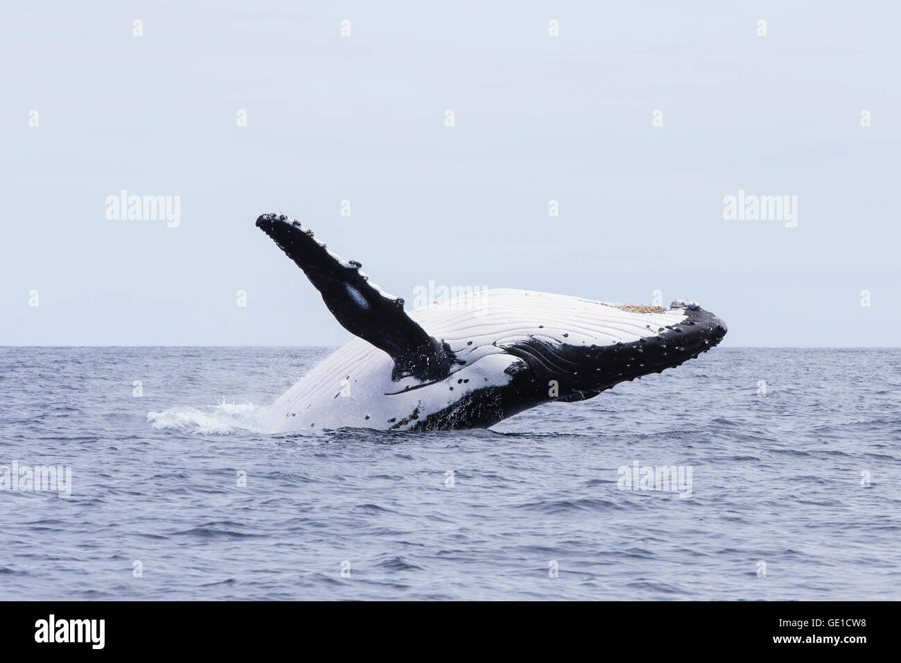 Humpback Whale breaching, Tonga, Pacifique Sud Banque D'Images