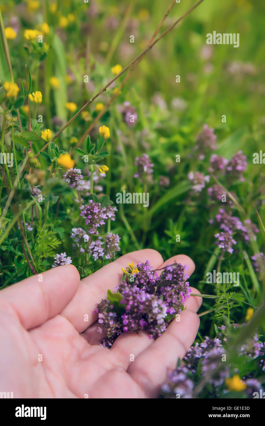 Fleurs de lavande comestibles Banque de photographies et d'images à haute  résolution - Alamy