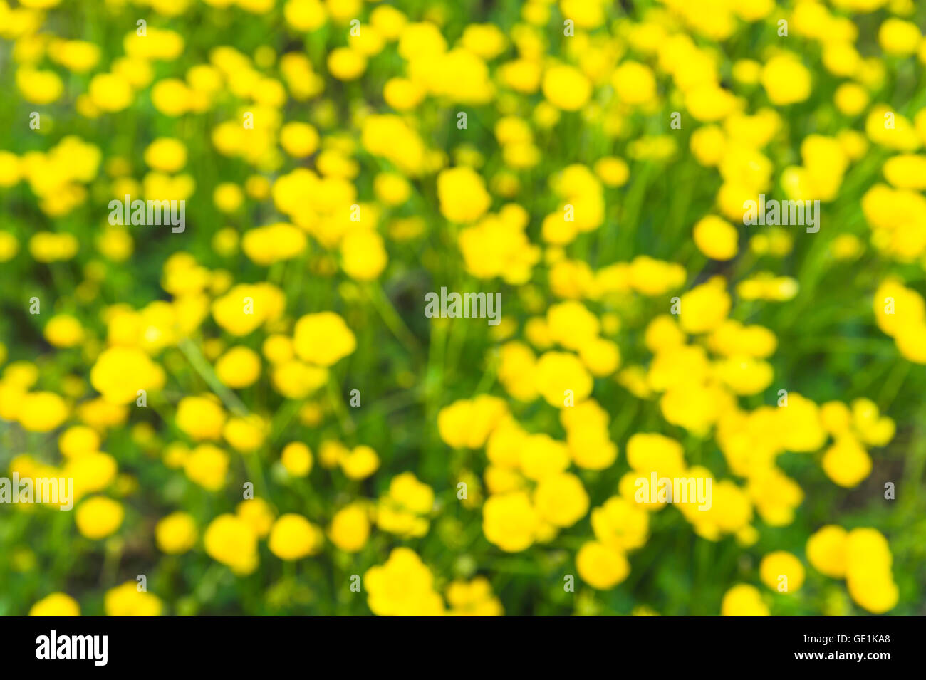 Troubles de pelouse de la fleur de renoncule, Japon Banque D'Images