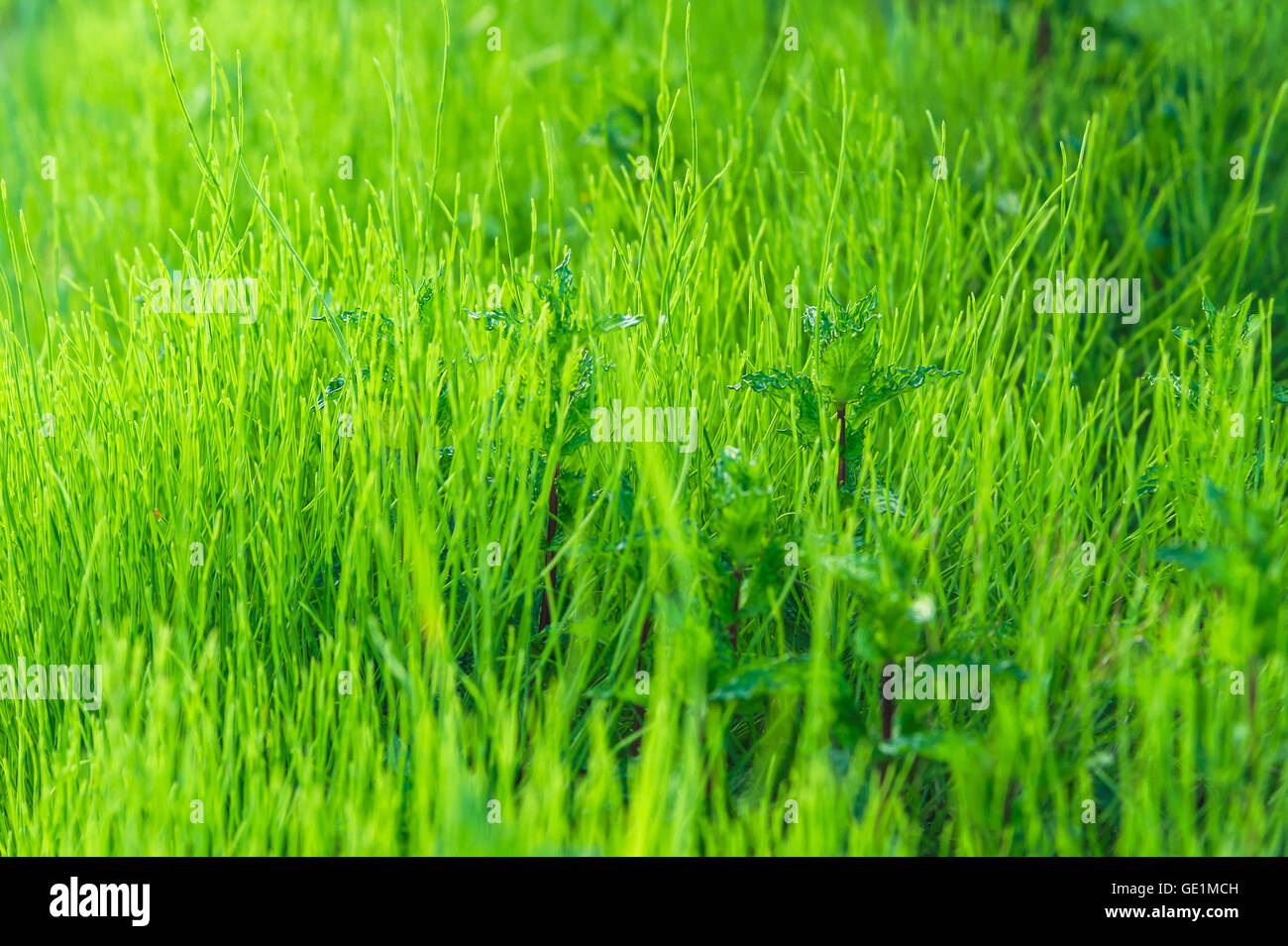 L'herbe verte pelouse et la texture d'arrière-plan Banque D'Images