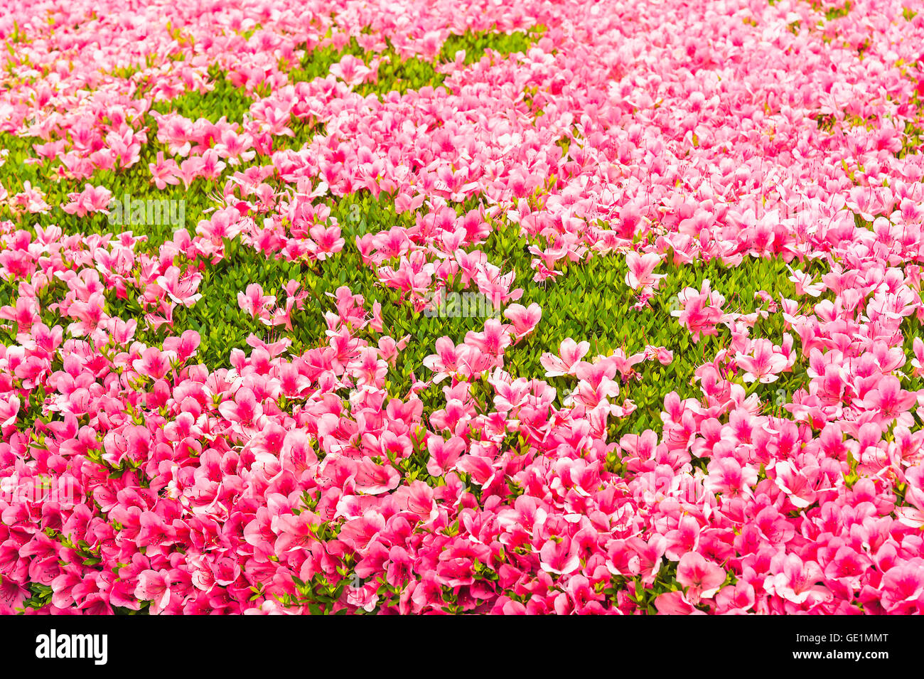 Azalée rose fleur fleur dans un parc, au Japon Banque D'Images