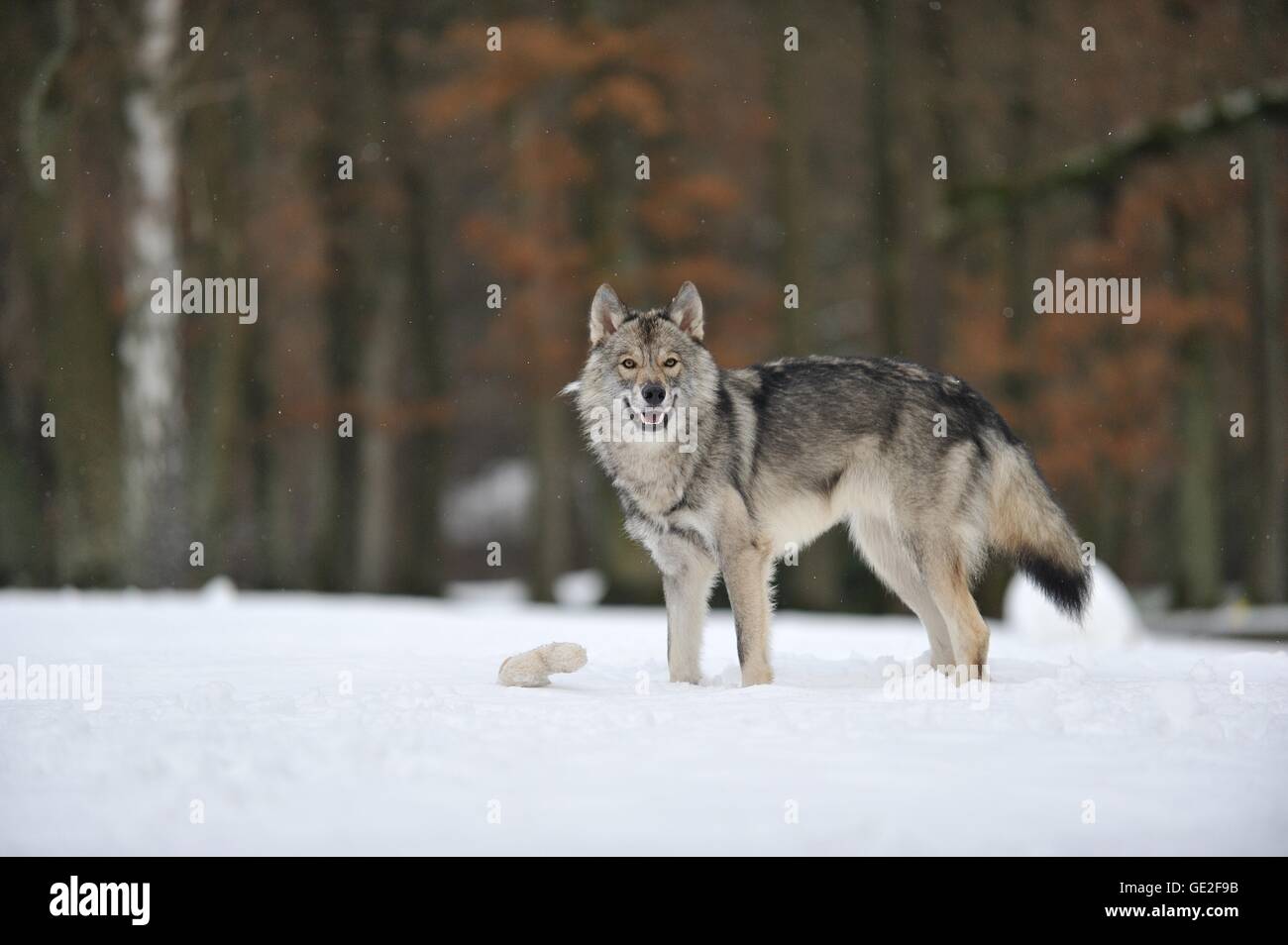Chien Loup Américain Banque Dimages Photo Stock 111923319
