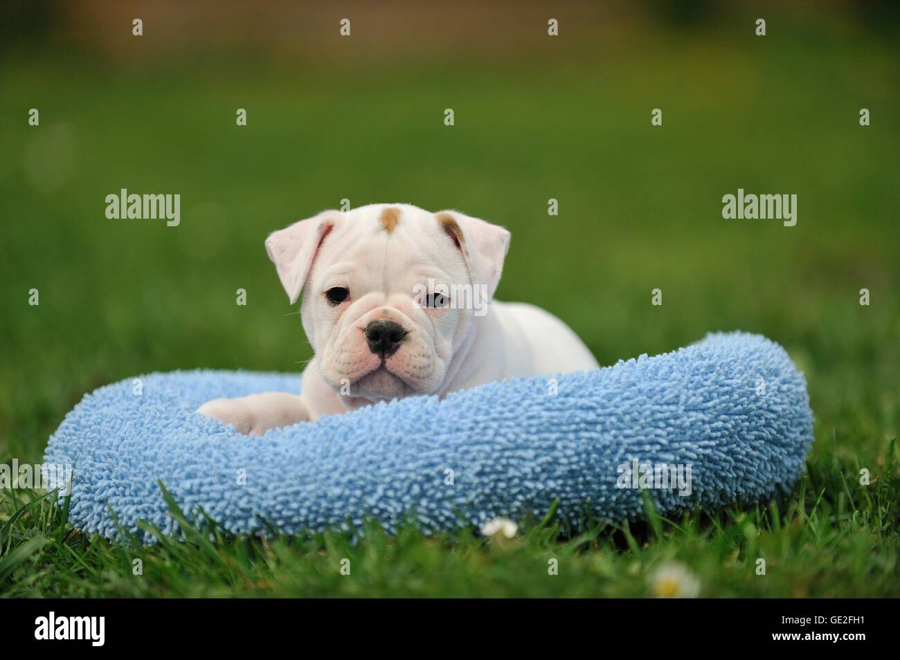 Bulldog Continental Banque d'image et photos - Alamy