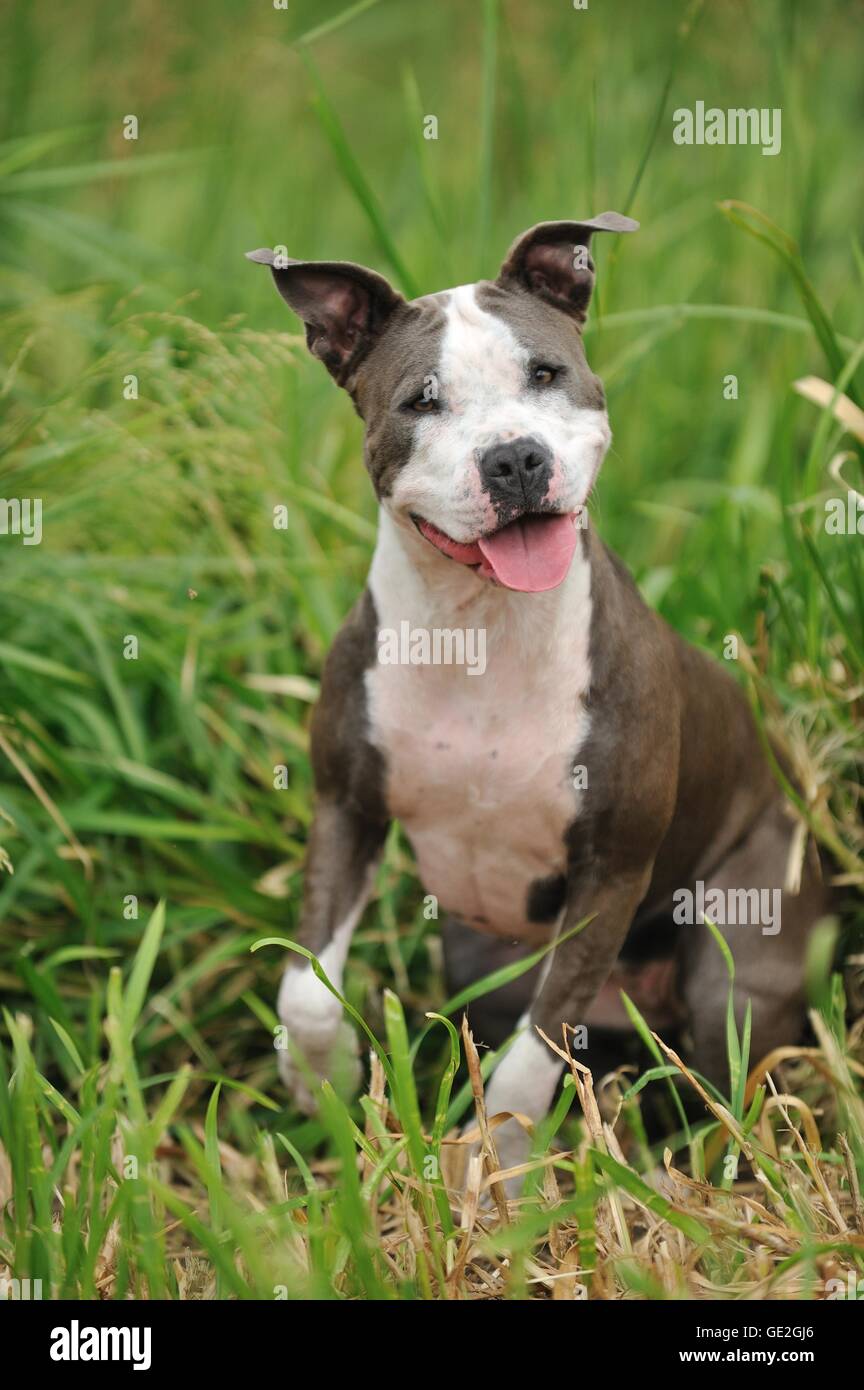 American Staffordshire terrier assis Banque D'Images