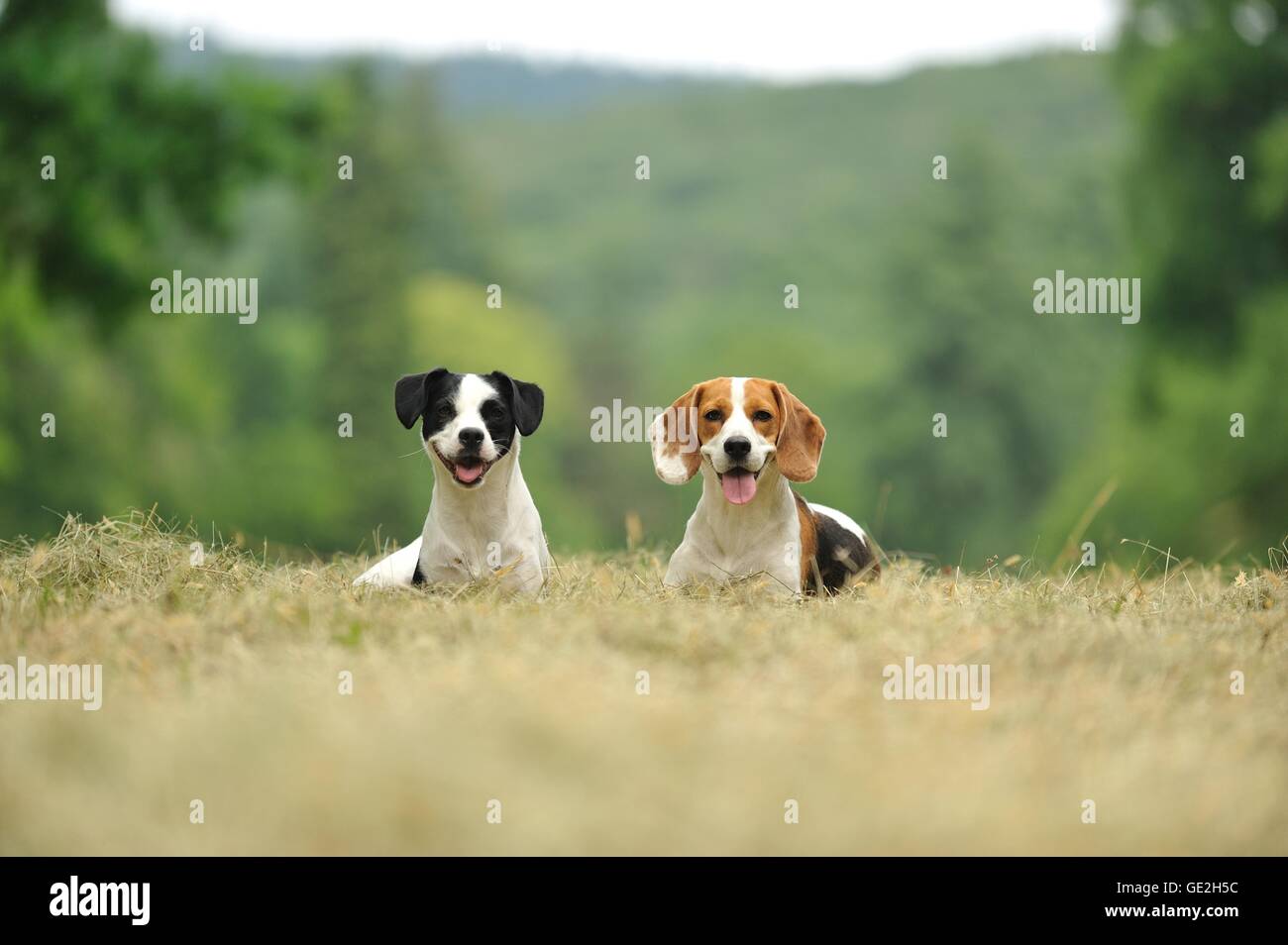 2 chiens Banque D'Images