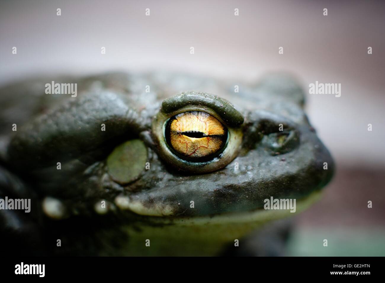 Colorado River toad Banque D'Images
