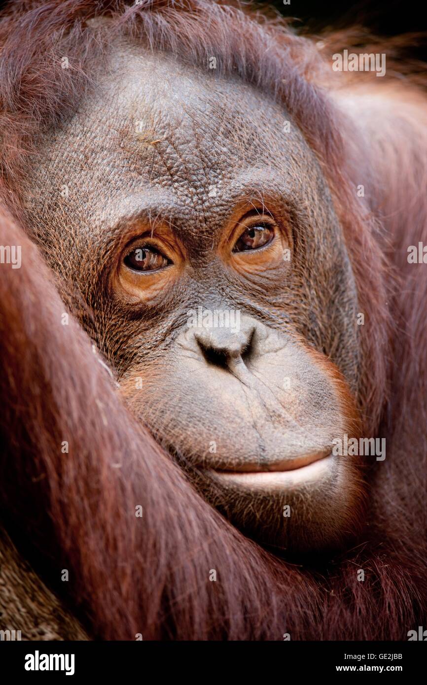 Orang-Utan Banque D'Images