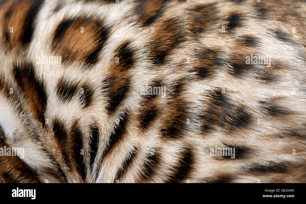 Le Modele Naturel Fourrure Chat Bengal Veritable Texture De Peau De Felin Photo Stock Alamy Le Modele Naturel Fourrure Chat Bengal Veritable Texture De Peau De Felin Photo Stock Alamy