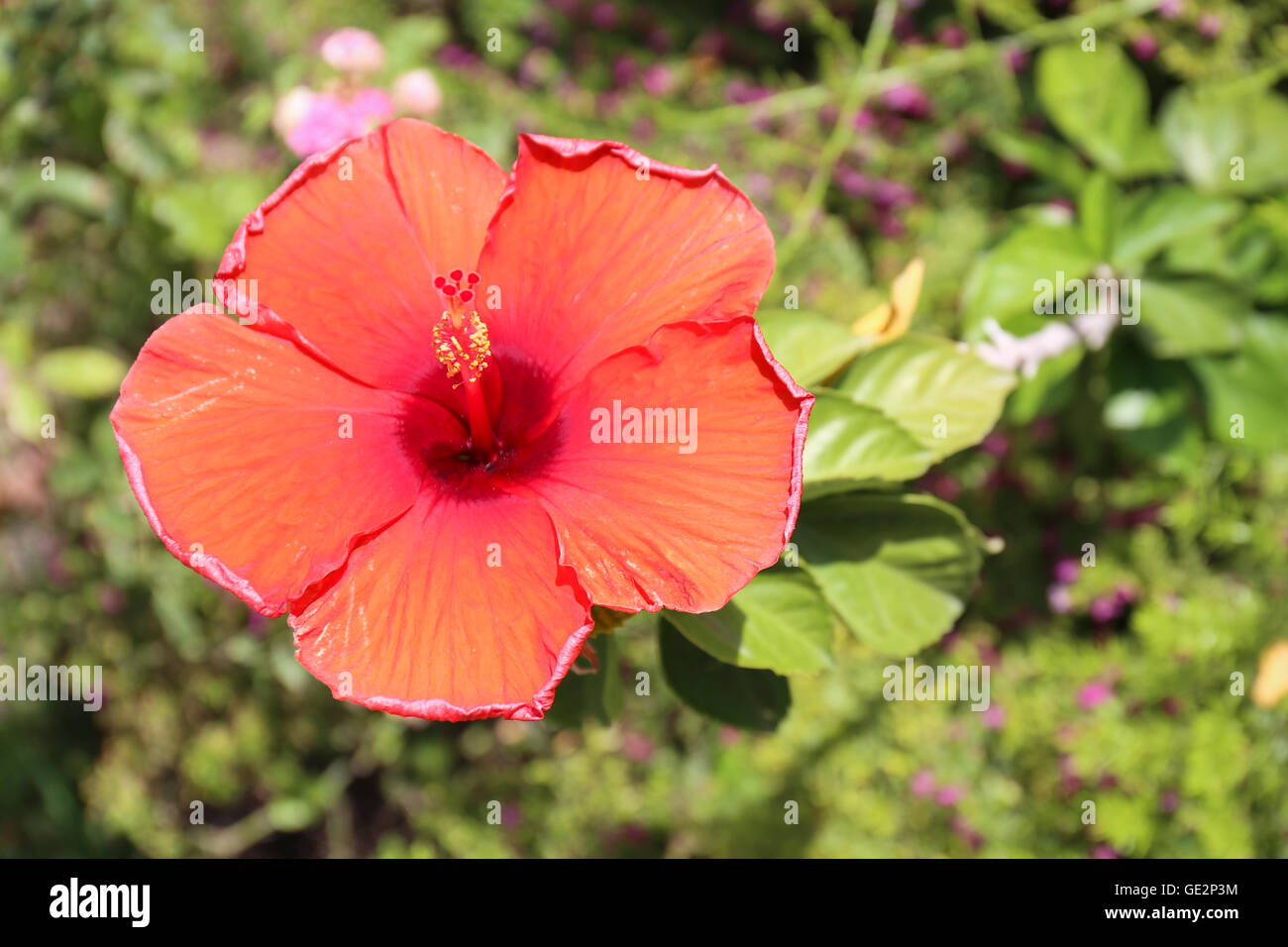 Fleur d'hibiscus rouge en fleurs Banque D'Images