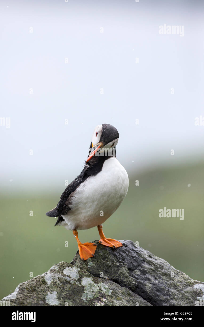 Macareux moine (Fratercula arctica) perché sur un rocher et de lissage près de terrier de reproduction. Banque D'Images