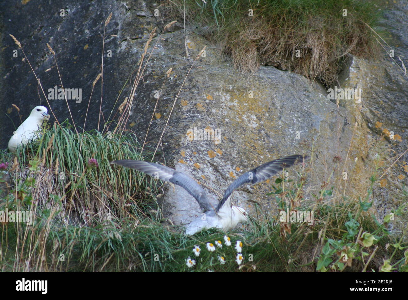 Fulmar nidification et chick Banque D'Images