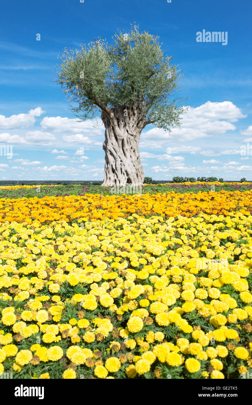 Vieil olivier sur le fond de ciel bleu. Les fleurs jaune vif sur l'avant-plan. Banque D'Images