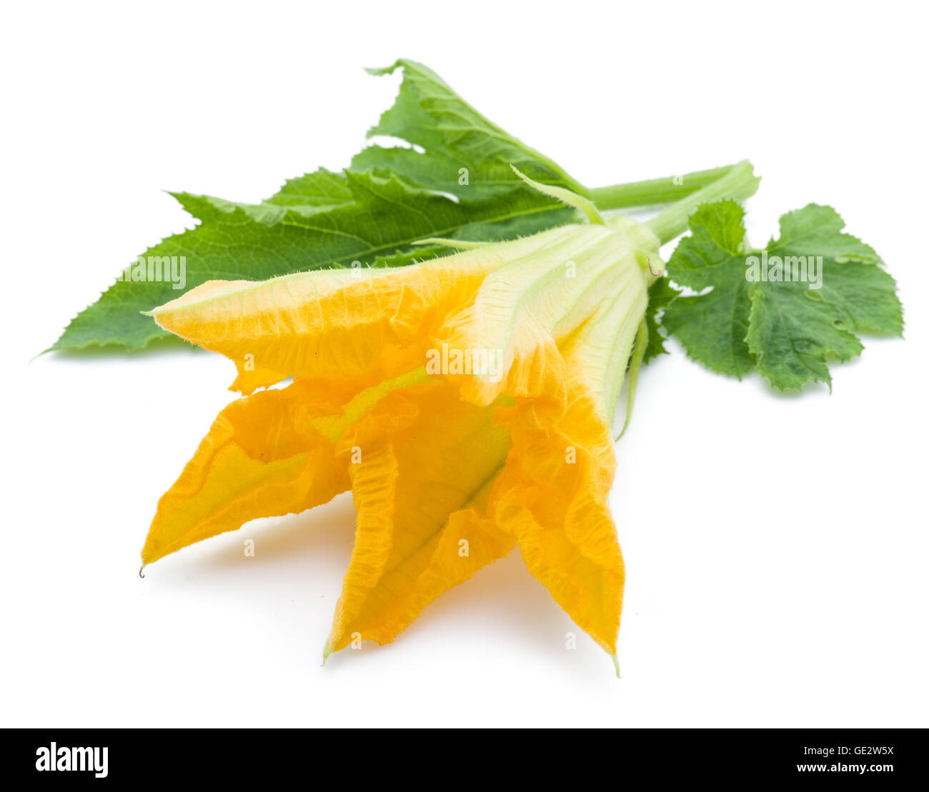 Fleur de courgette sur un fond blanc. Banque D'Images