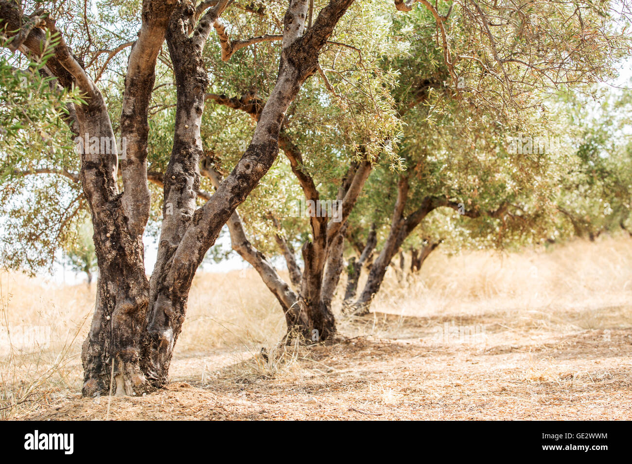 Dans le jardin des oliviers. Banque D'Images