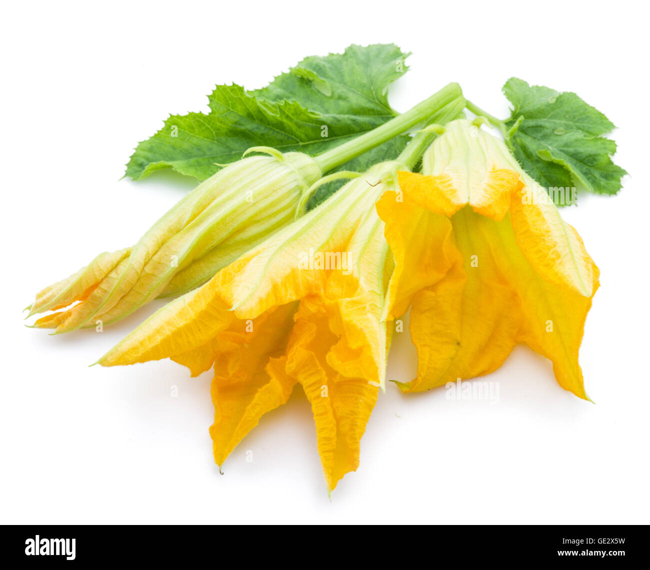 Fleurs de courgettes sur un fond blanc. Banque D'Images