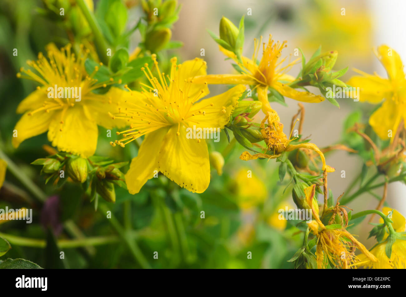 Le millepertuis plante herbacée éternelle Banque D'Images