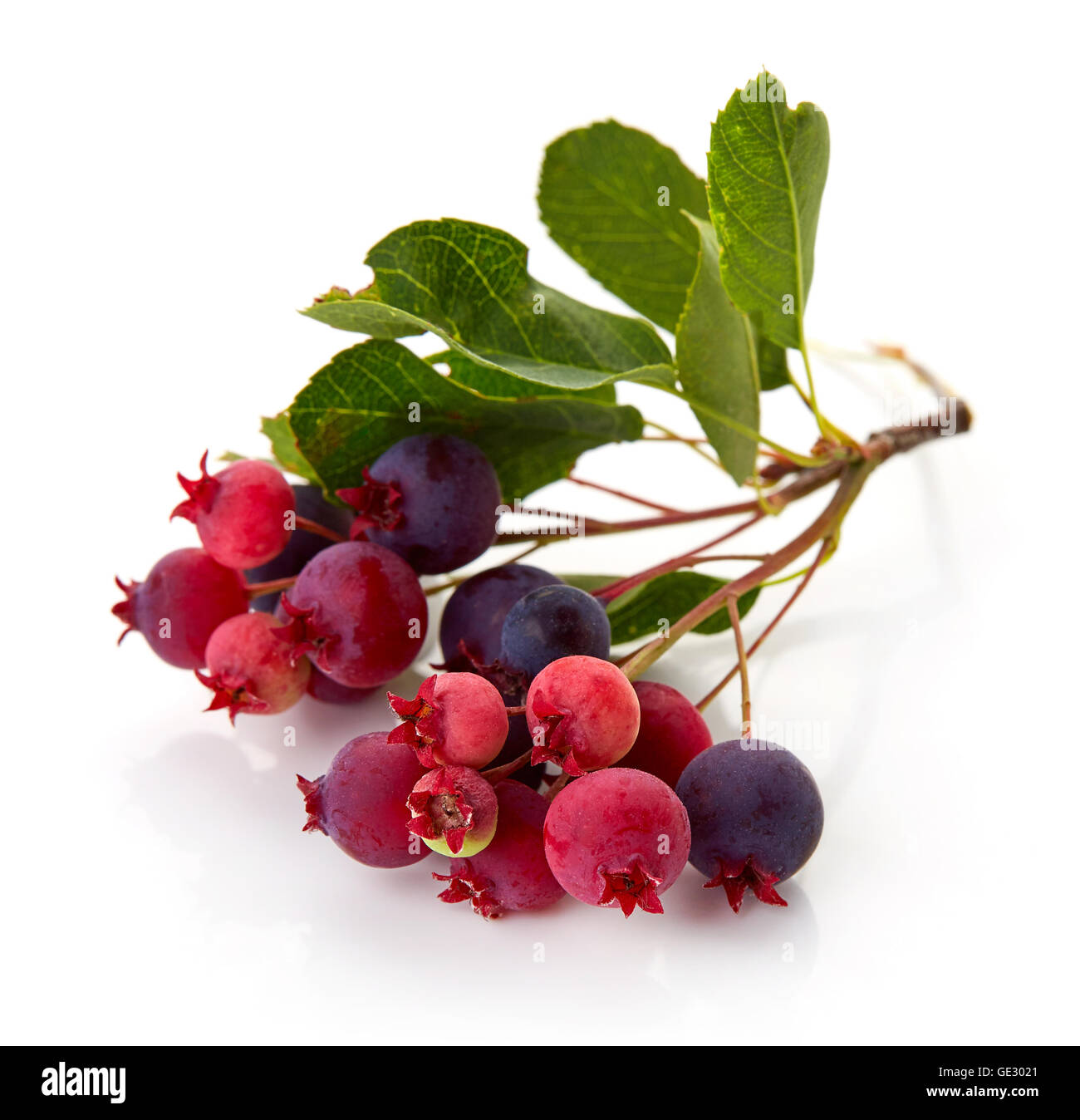 Shadberry avec des feuilles isolées sur fond blanc Banque D'Images