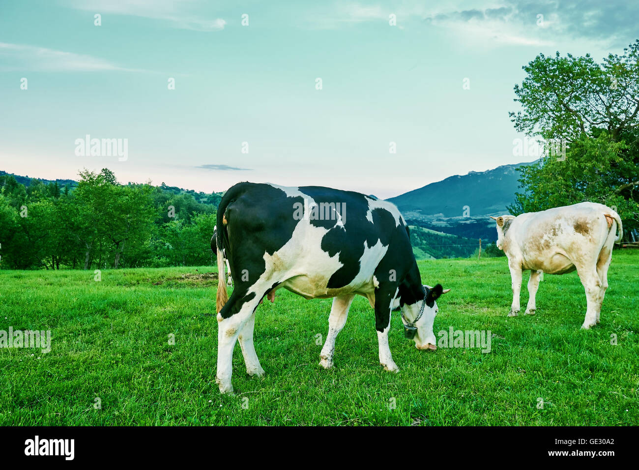 L'effet de serre causant les vaches mangent de l'herbe, Banque D'Images