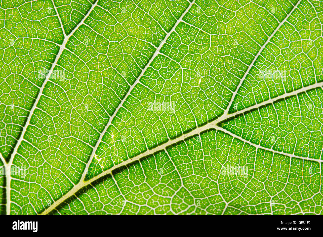 Vue rapprochée de la feuille verte et des veines Banque D'Images