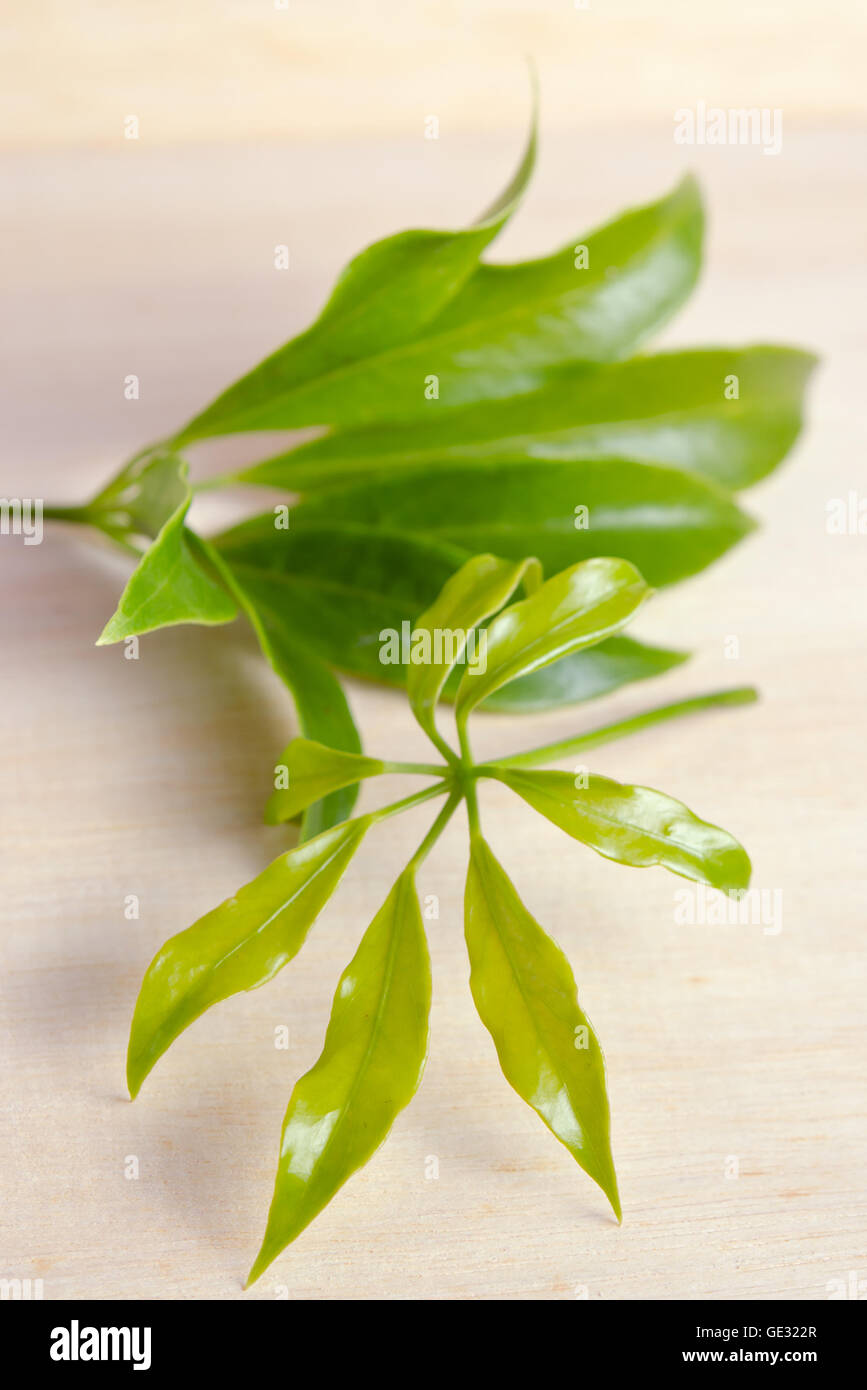 Araliaceae leaf - célèbre Thai Herb (également appelée Schefflera leucantha R.Vig., Schefflera kwangsiensis Merr. ex H.L.Li, Scheffl Banque D'Images