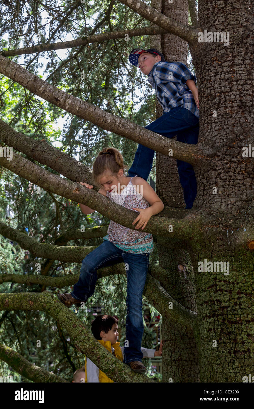 Les enfants, l'arbre d'escalade, escalade en arbre, accrobranches, Sonoma State University, ville, Rohnert Park, dans le Comté de Sonoma, en Californie Banque D'Images