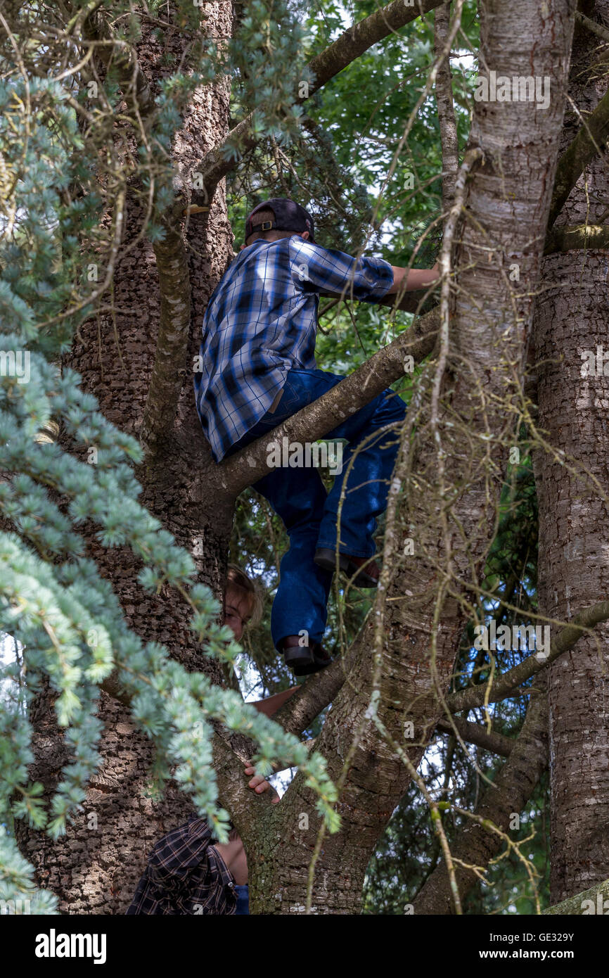 Garçon, arbre d'escalade, escalade en arbre, accrobranches, Sonoma State University, ville, Rohnert Park, dans le Comté de Sonoma, en Californie Banque D'Images