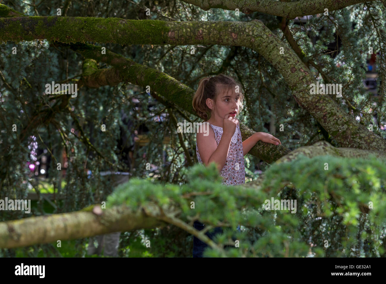 Jeune fille, veut monter arbre, Sonoma State University, ville, Rohnert Park, dans le Comté de Sonoma, en Californie Banque D'Images