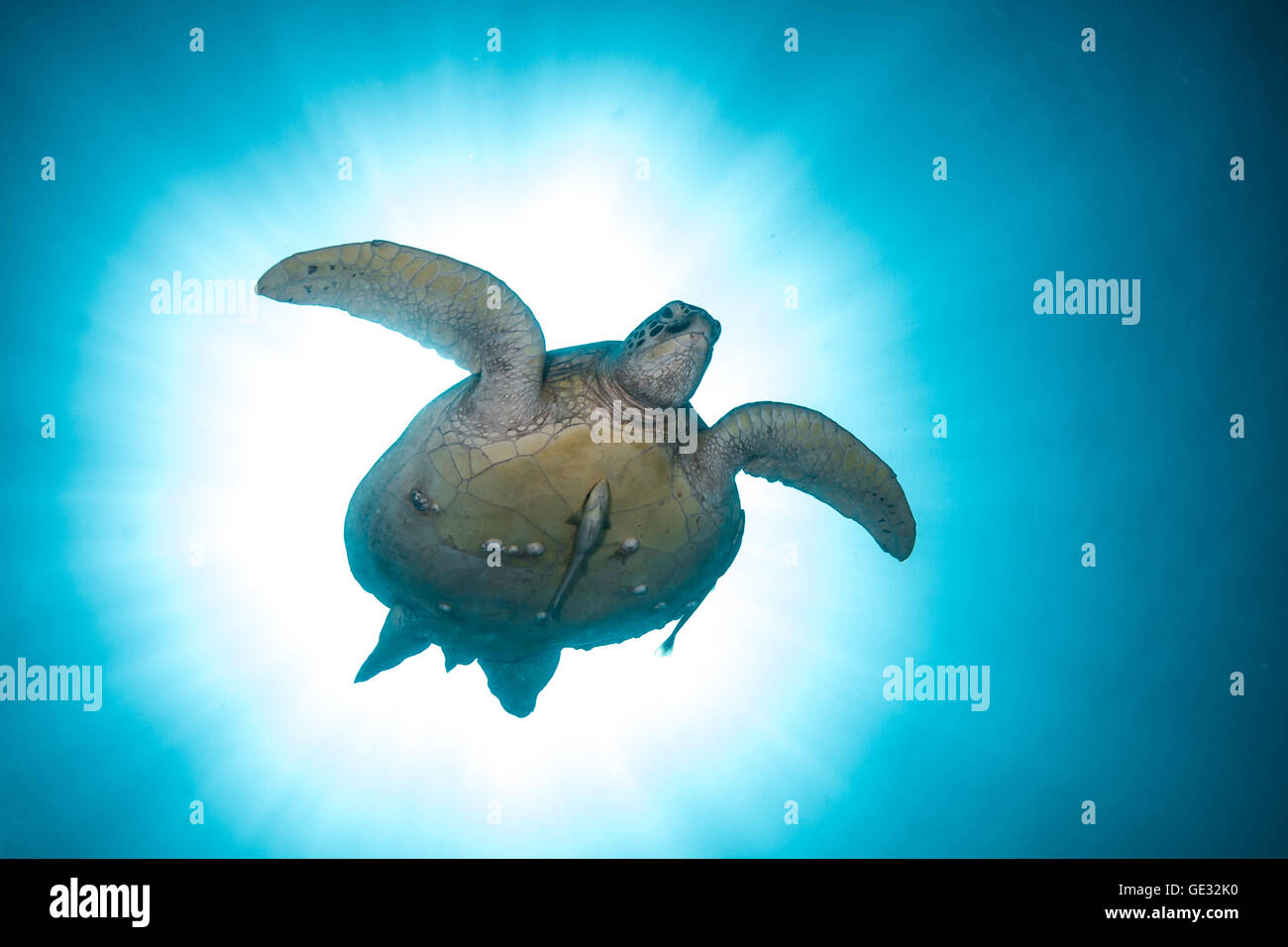 Flying blue sky les tortues de mer de l'océan jusqu'à la plongée sous-marine PADI aventure ASIE Banque D'Images