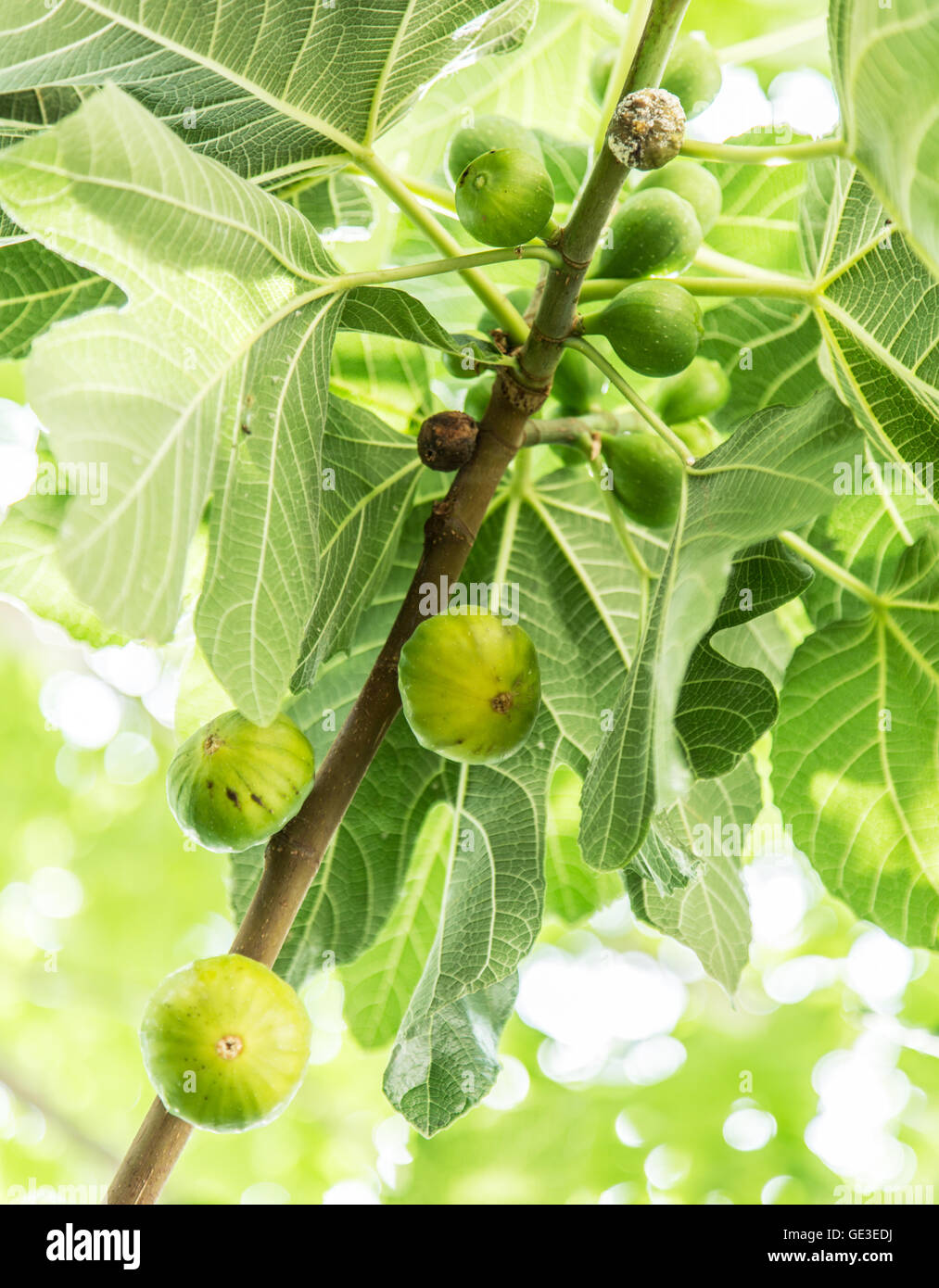Fruits mûrs figure sur l'arbre. Banque D'Images