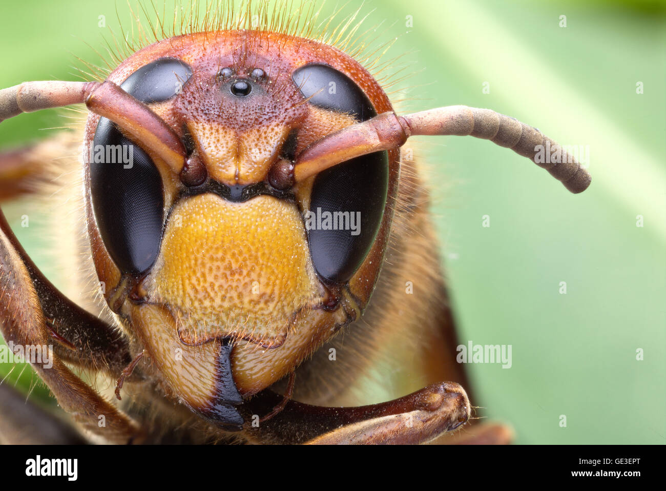 Plan Macro sur Hornet ou yellow jacket. Banque D'Images