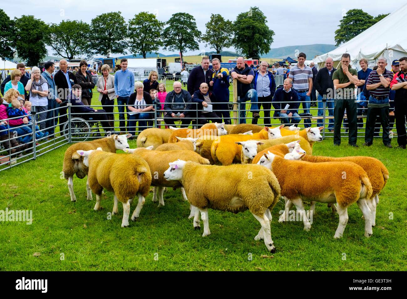 Salon de l'agriculture Biggar - Biggar, South Lanarkshire - 23 juillet 2016 Les agriculteurs montrant Texel moutons dans le ring d'exposition Crédit : Andrew Wilson/Alamy Live News Banque D'Images