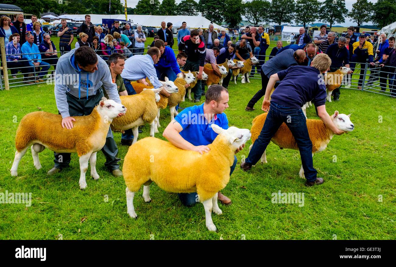 Salon de l'agriculture Biggar - Biggar, South Lanarkshire - 23 juillet 2016 Les agriculteurs montrant Texel moutons dans le ring d'exposition Crédit : Andrew Wilson/Alamy Live News Banque D'Images