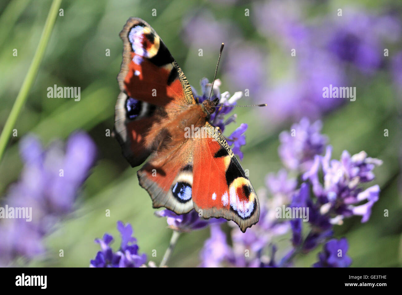 And Banstead, Surrey, UK. 23 juillet 2016. Des scènes colorées au champs de lavande près de and Banstead, Surrey, où un paon papillon se nourrit sur les fleurs odorantes. Credit : Julia Gavin UK/Alamy Live News Banque D'Images