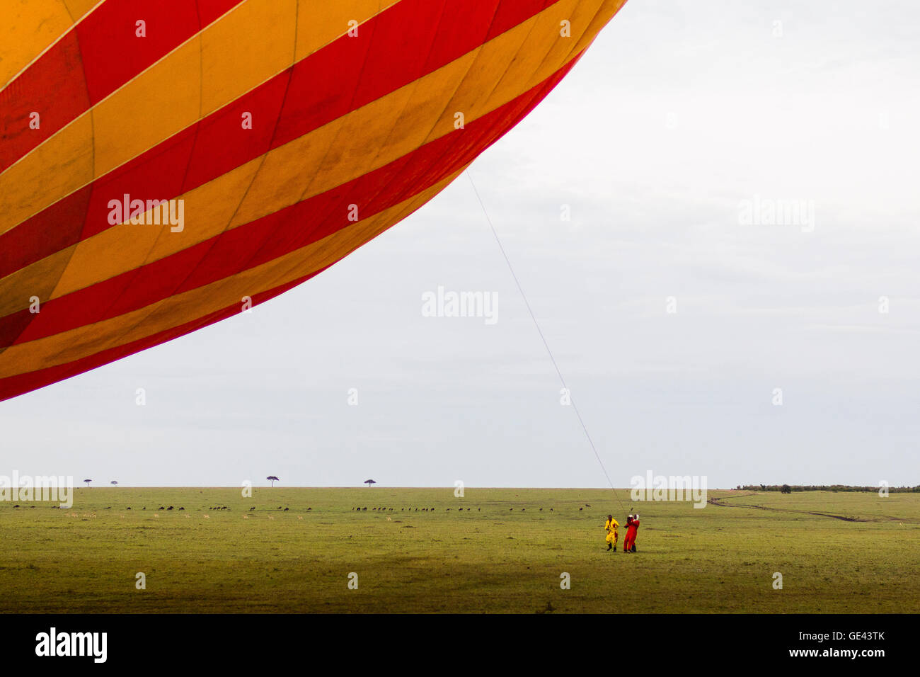 Le Masai Mara, Kenya. Paire d'hommes tenant une montgolfière vol d'avant. Banque D'Images