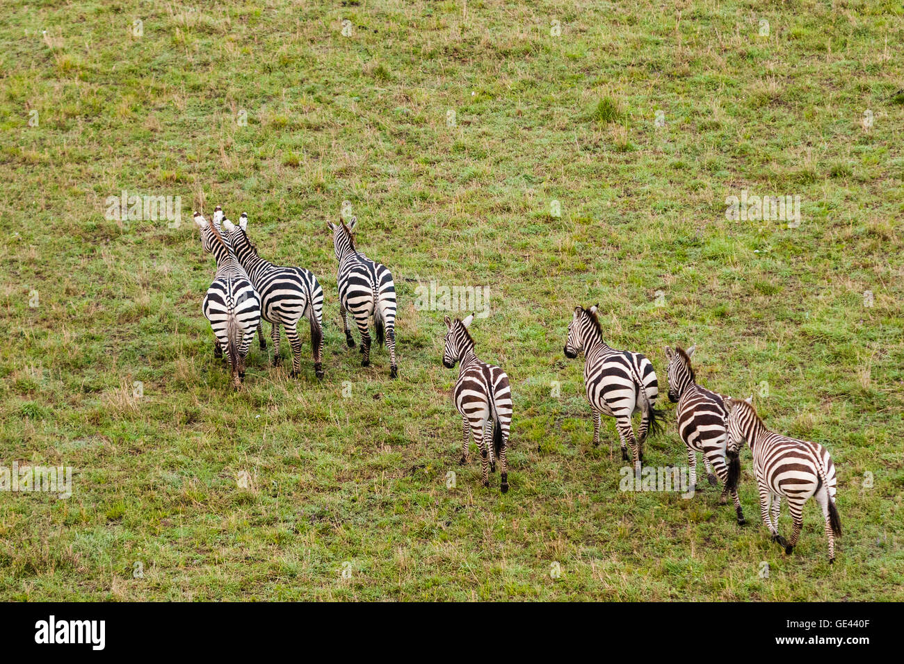 Le Masai Mara, Kenya. Petit troupeau de zèbres vu de l'air. Banque D'Images