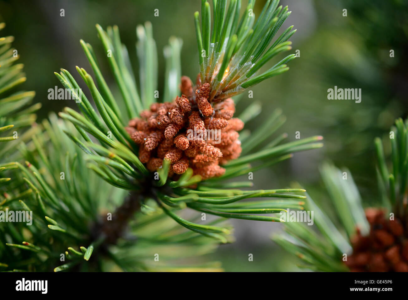 Peu de cônes de pin de montagne nain sur Branch. Profondeur de champ. Banque D'Images