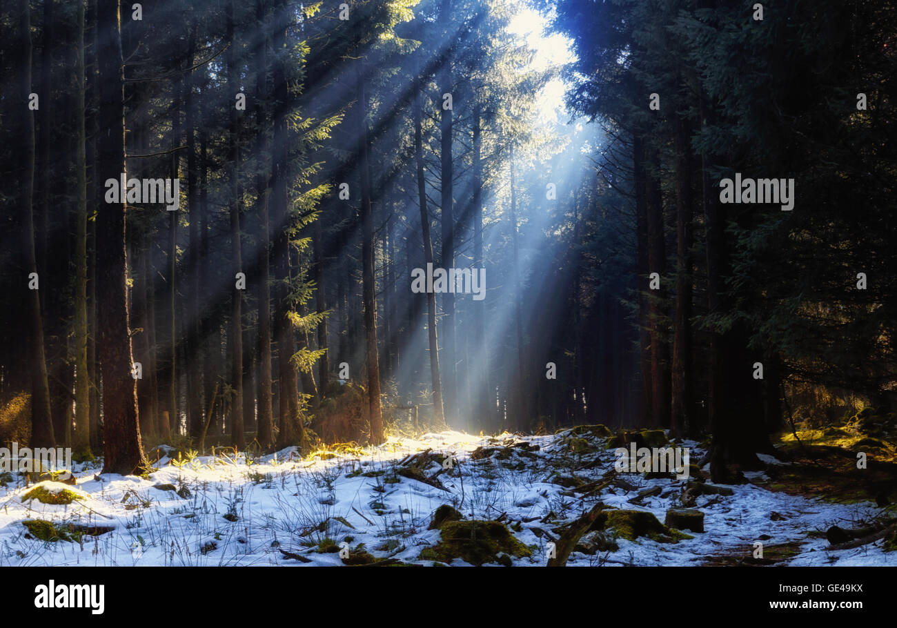 Scène forestiers magique avec des faisceaux de lumière tombant sur le sol de la forêt. Banque D'Images