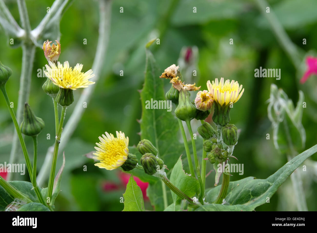 Le laiteron piquant des fleurs en été Banque D'Images