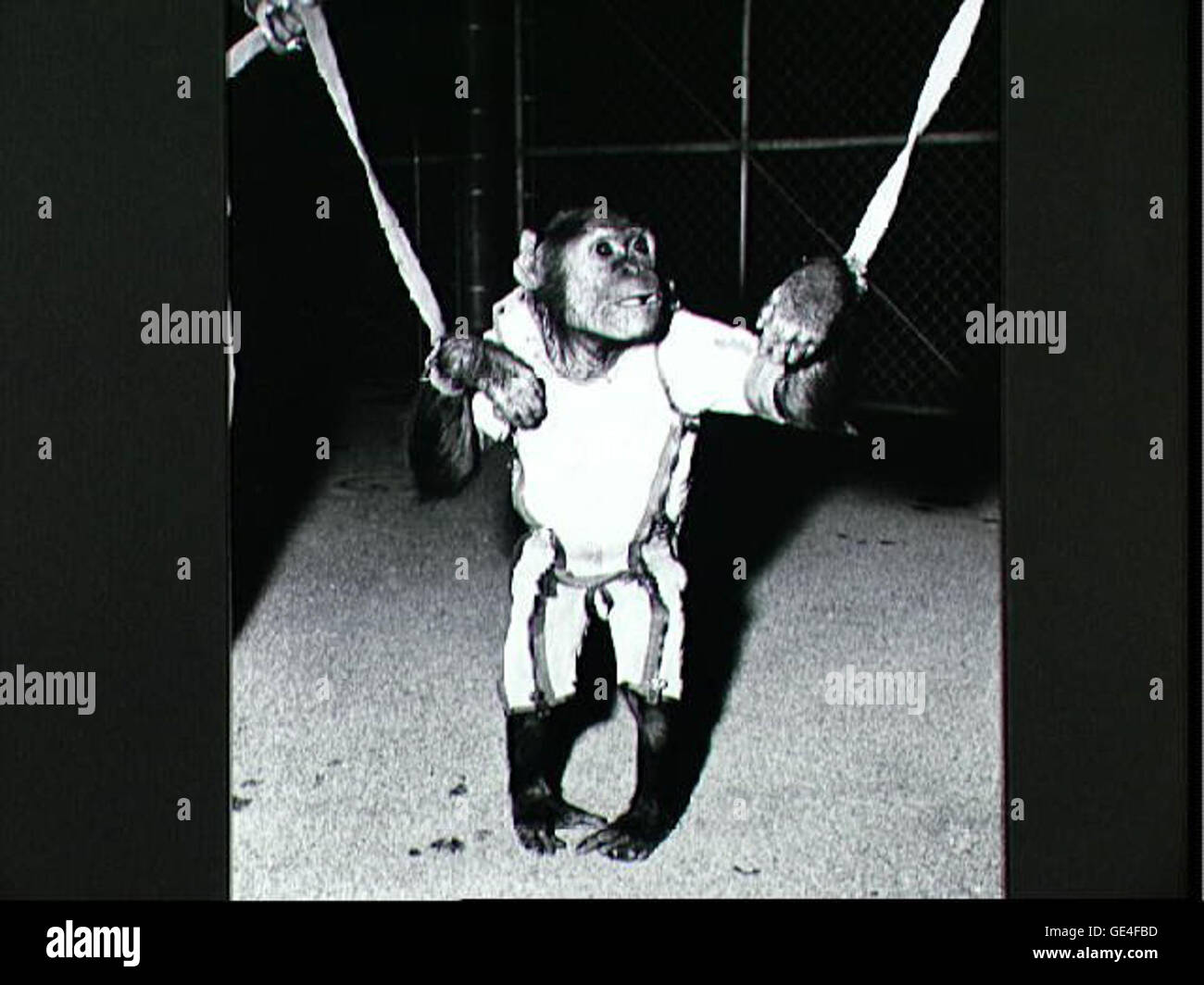 Enos, l'astronaute chimpanzé, a été le premier primate à orbiter autour de la Terre à bord de Mercury-Atlas 5. Cette mission importante a contribué à la compréhension de la physiologie des vols spatiaux humains. Banque D'Images Enos, l'astronaute chimpanzé, a été le premier primate à orbiter autour de la Terre à bord de Mercury-Atlas 5. Cette mission importante a contribué à la compréhension de la physiologie des vols spatiaux humains. Banque D'Images