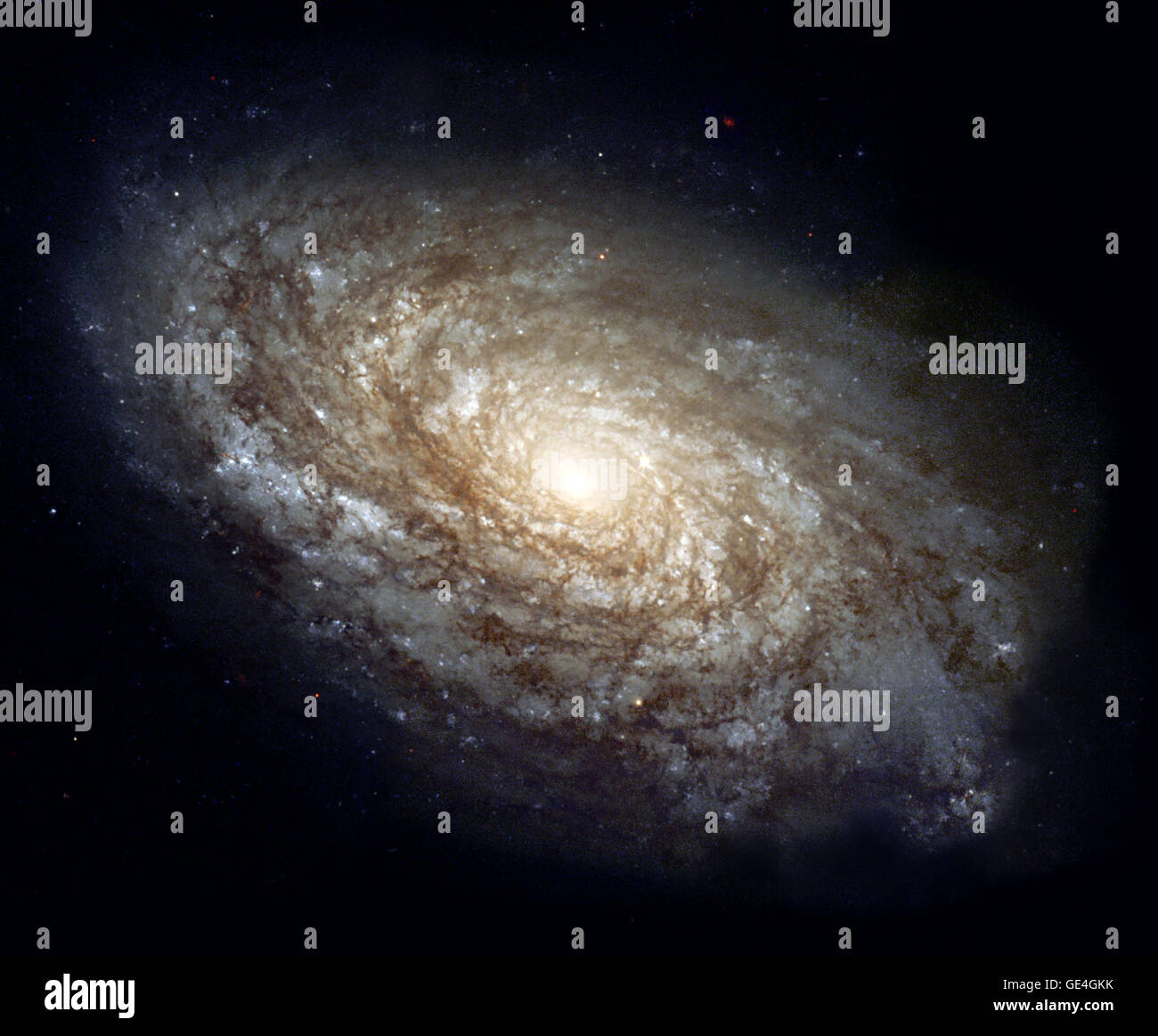 (3 juin 1999) En 1995, la galaxie spirale NGC 4414 majestueux a été imagé par le télescope spatial Hubble dans le cadre de la TVH sur la clé du projet d'échelle de distance extragalactique. Une équipe internationale d'astronomes conduite par Wendy Freedman des observatoires de la Carnegie Institution of Washington, cette galaxie observée sur 13 occasions différentes au cours d'une période de deux mois. Les images ont été obtenues avec le télescope Wide Field Planetary Camera 2 (WFPC2) à travers trois filtres de couleur différentes. En fonction de leur découverte et les mesures de luminosité prudent d'étoiles variables dans NGC 4414, le projet clé astro Banque D'Images