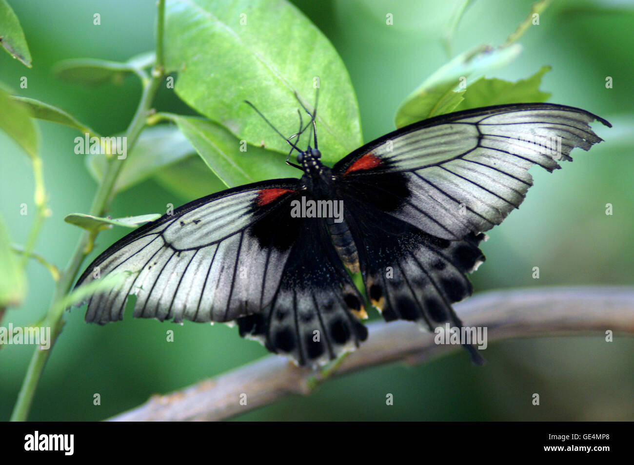 Grand Mormon Papilio memnon (papillon) - Jardin botanique de Montréal - Québec. Banque D'Images