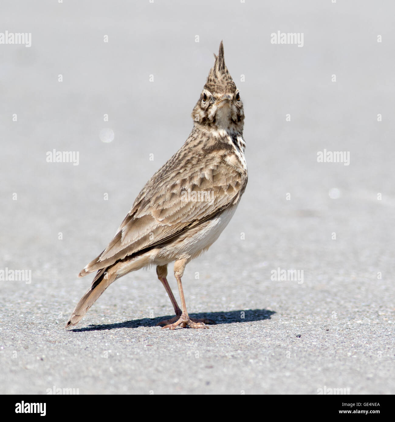 (Galerida cristata Crested Lark). La Russie, Sotchi (Adler). Banque D'Images