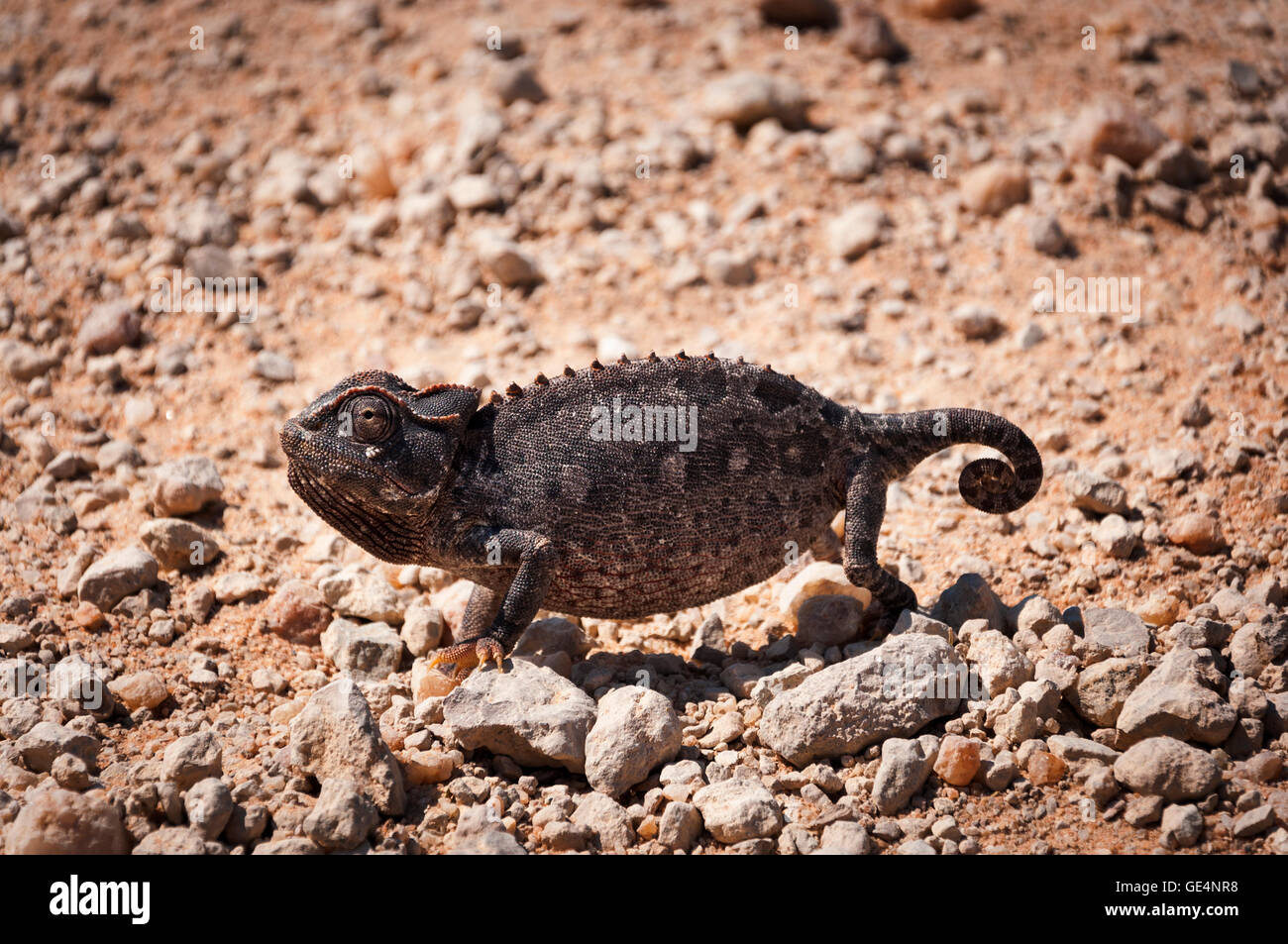 Chameleon dans le désert en Namibie, Afrique Banque D'Images Chameleon dans le désert en Namibie, Afrique Banque D'Images