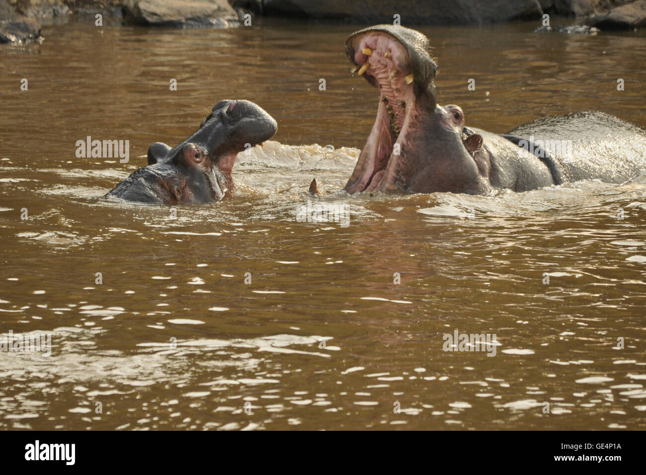 Hippopotames jouer-combats dans la rivière Mara, Masai Mara, Kenya Banque D'Images