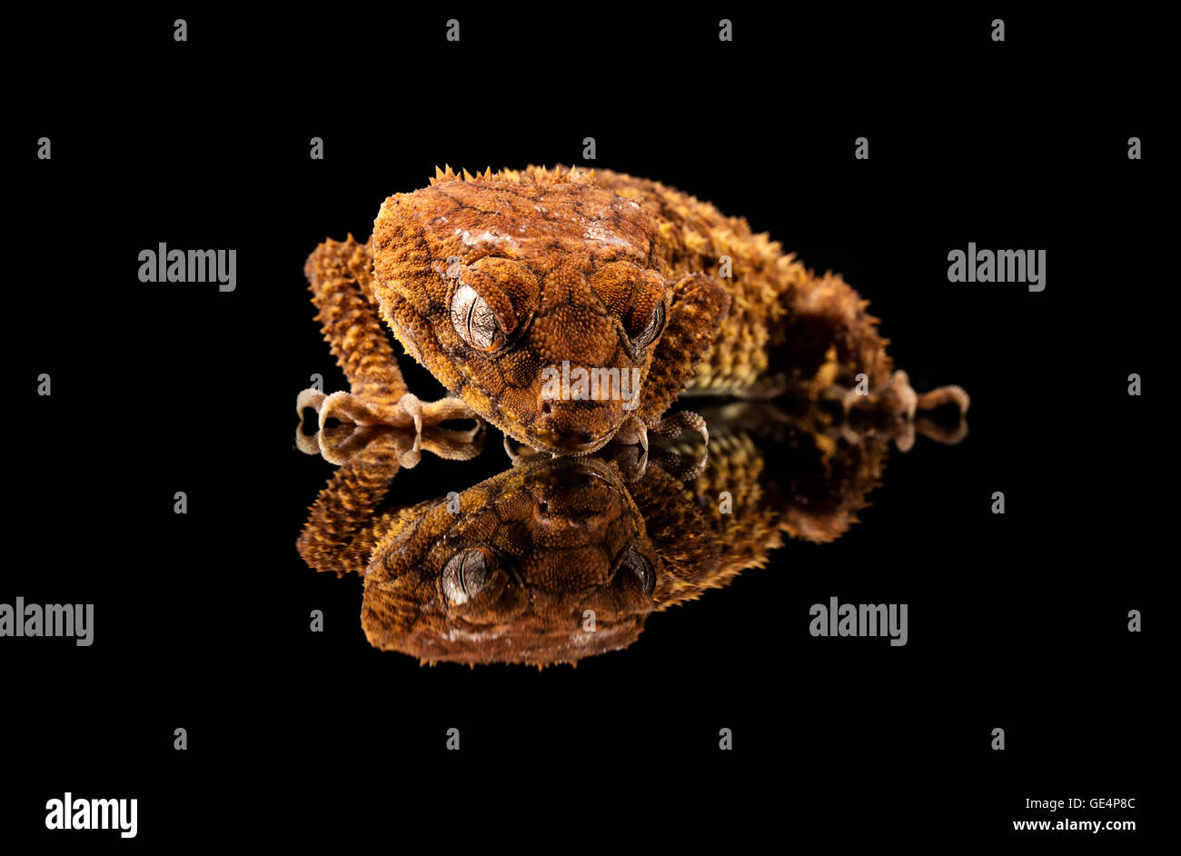 Bouton rugueux (Gecko Nephrurus amyae queue) à la réflexion lors de sa Banque D'Images