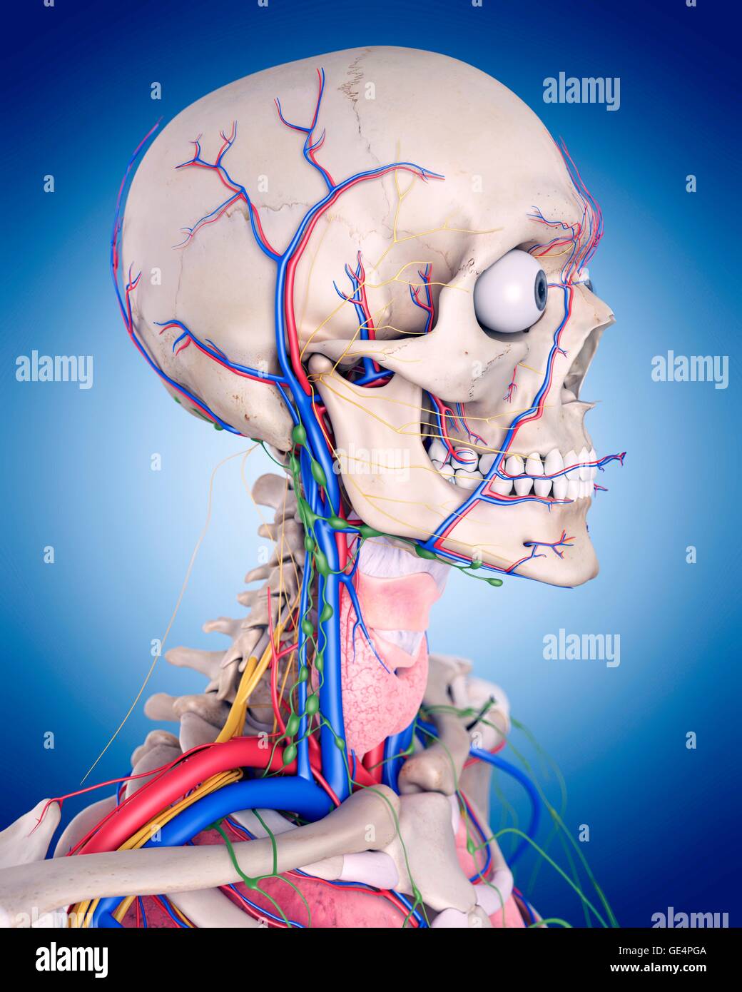 Les droits de l'anatomie de la tête et du cou, de l'illustration. Banque D'Images