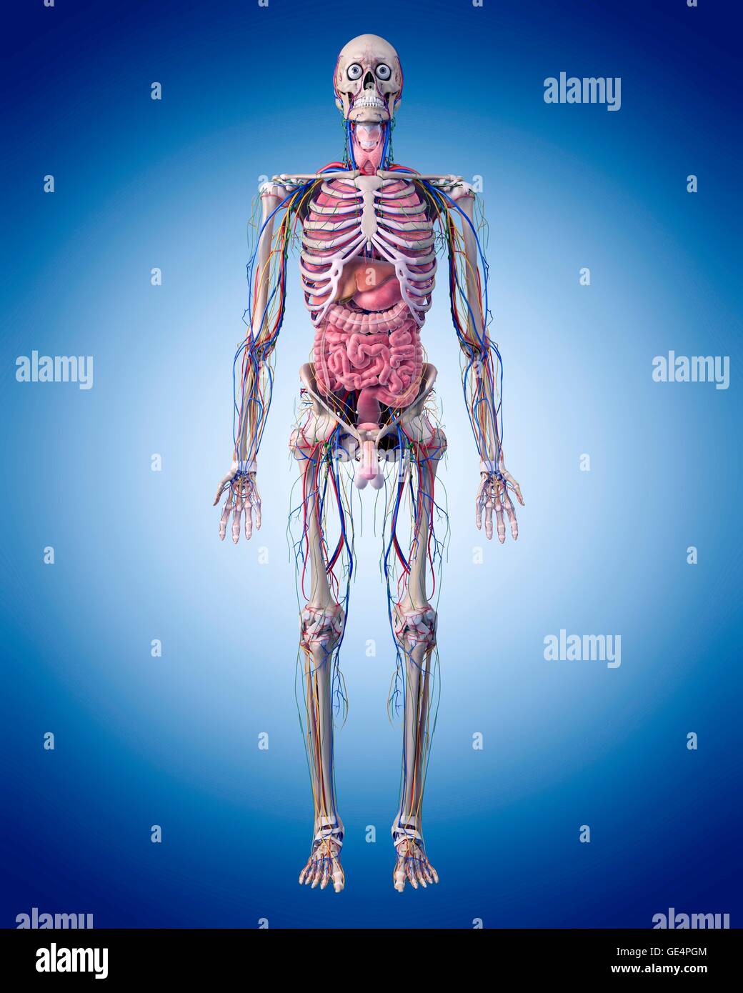 L'anatomie humaine, de l'illustration. Banque D'Images