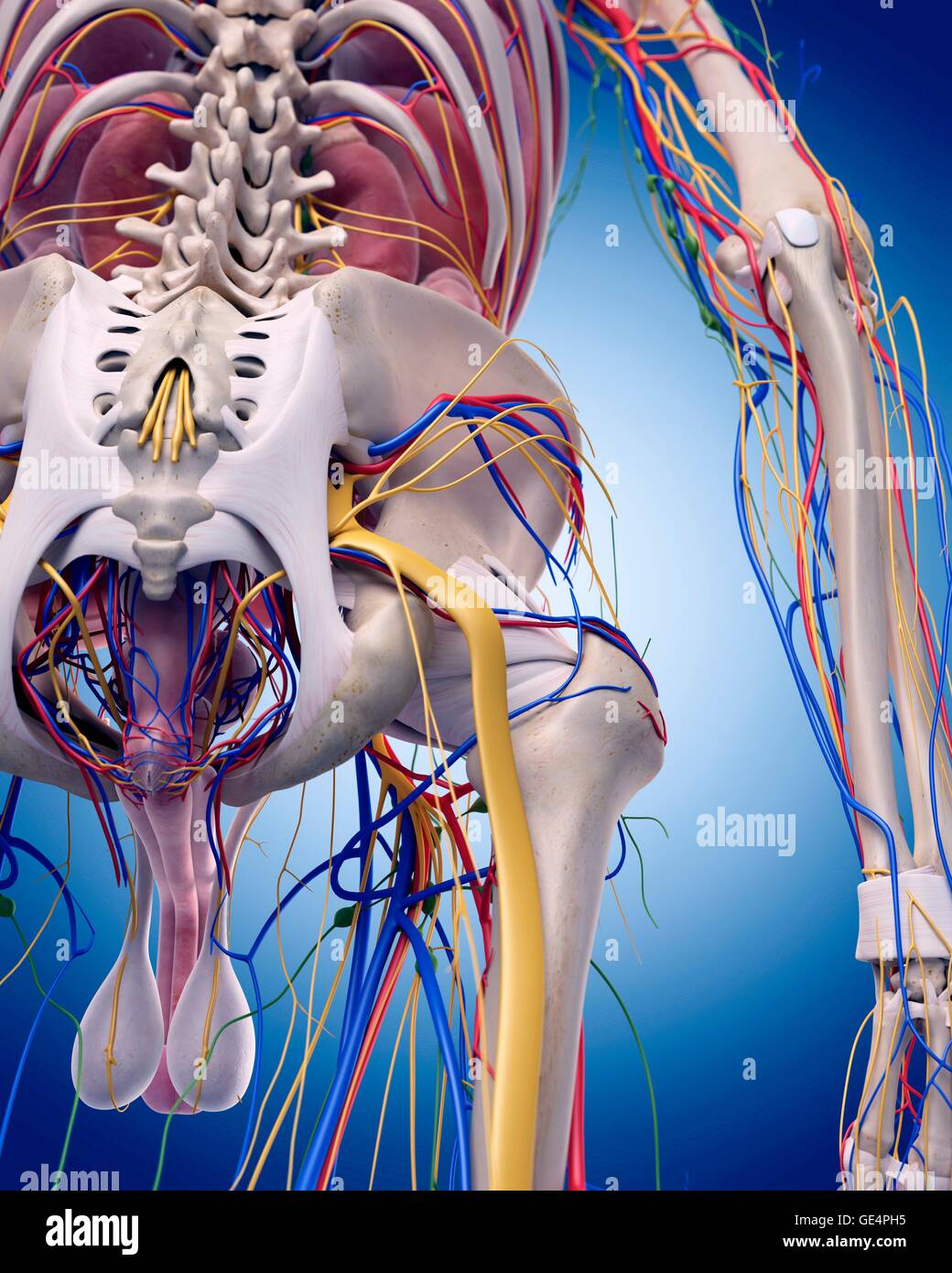 Les droits de l'anatomie de la hanche, de l'illustration. Banque D'Images