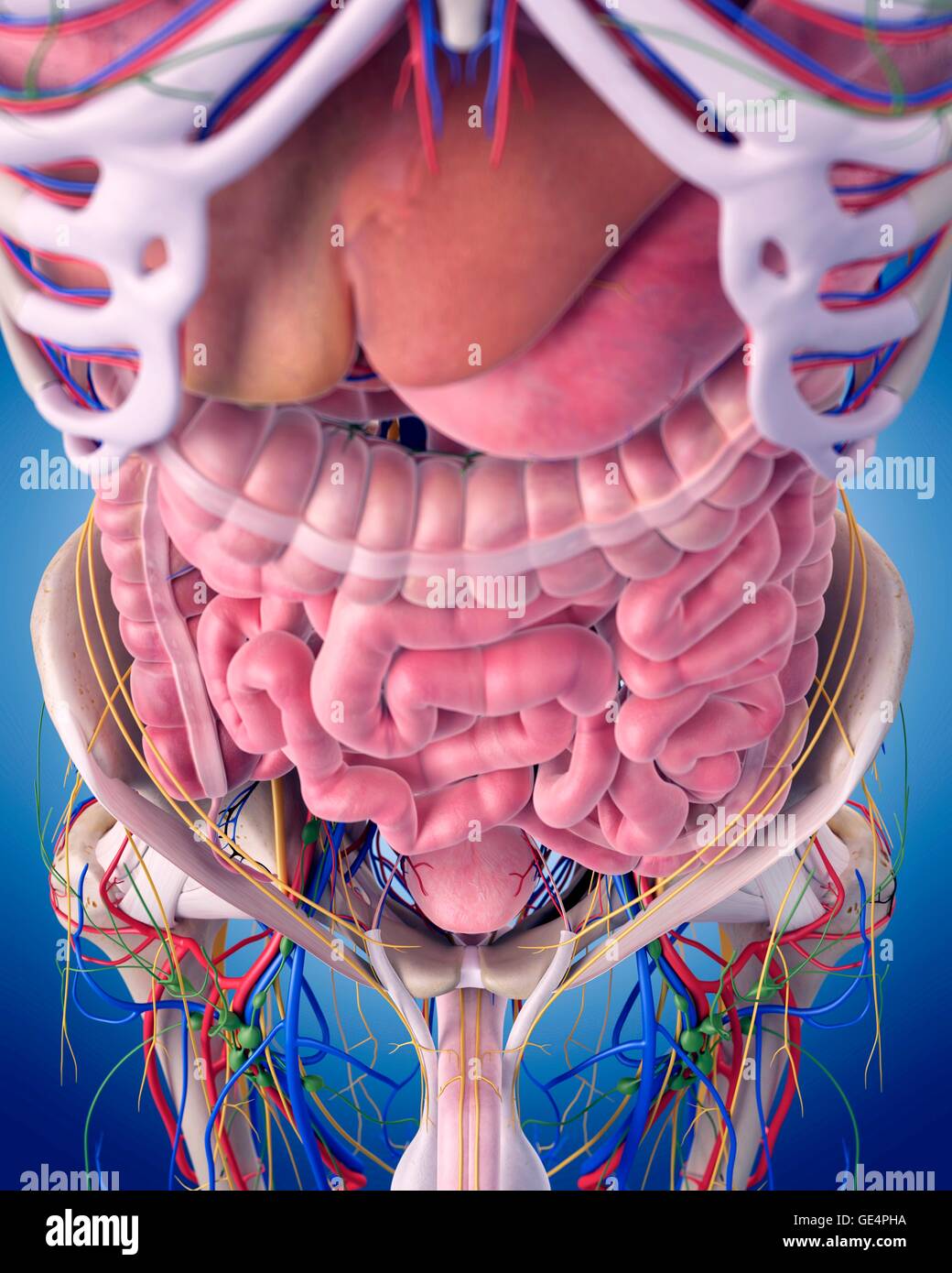 Les droits de l'anatomie de l'abdomen, de l'illustration. Banque D'Images