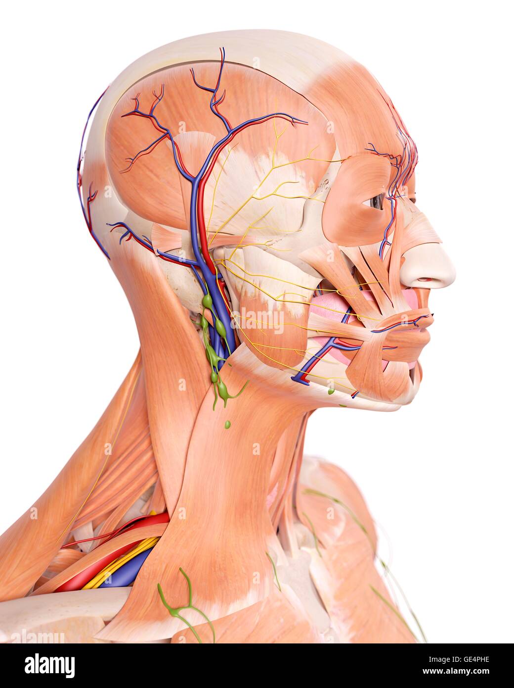 Tête humaine anatomie, illustration. Banque D'Images